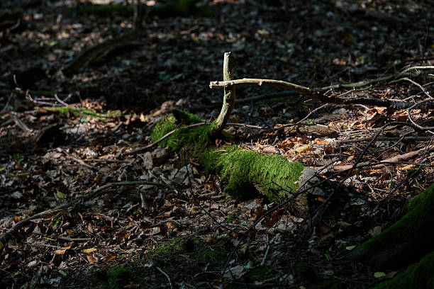 A close view of a mossy log on the forest floor, surrounded by fallen leaves and tangled branches. Light filters through the canopy, creating pockets of shadow and texture that emphasize nature's quiet beauty and the rugged feel of a woodland understory.