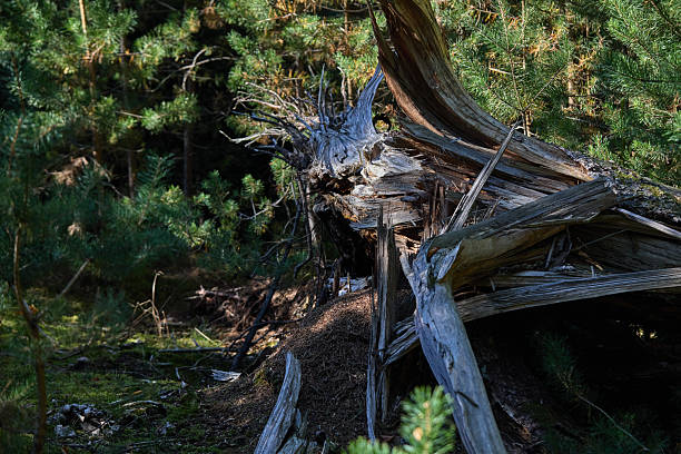 A dramatic close-up of a weathered fallen tree trunk and tangled branches resting on the forest floor among green pines and an anthill. Sunlight filters through needles, highlighting textured bark and aged wood. Ideal for themes of nature, resilience, decay, wilderness, and outdoor exploration.