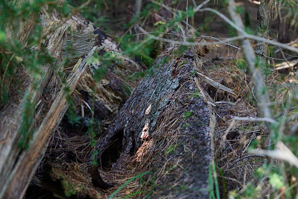 A rugged forest composition features a weathered fallen tree trunk, moss, and pine needles scattered on the ground. The scene conveys natural decay, texture, and the quiet beauty of wilderness, inviting viewers to reflect on nature's cycles and the raw atmosphere of a forest interior.