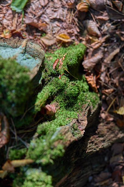 istock Moss Covered Trunk Edge In Sunlit Forest Floor With Fallen Leaves And Rich Green Texture 2237921327