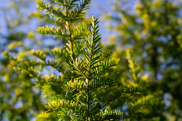 A macro view of vibrant green pine needles along a branch bathed in warm morning light. Crisp textures evoke a calm, natural forest mood suitable for nature and outdoors themes