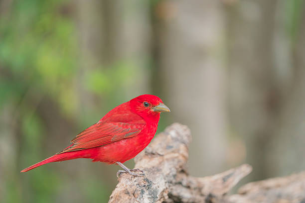 istock Summer Tanager (Piranga rubra) Texas, USA 2237921492