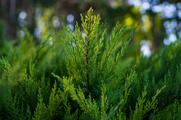 Vivid close-up of bright green juniper branches in a shaded forest, showcasing dense foliage, natural texture, and tranquil outdoor ambiance suitable for nature and lifestyle themes