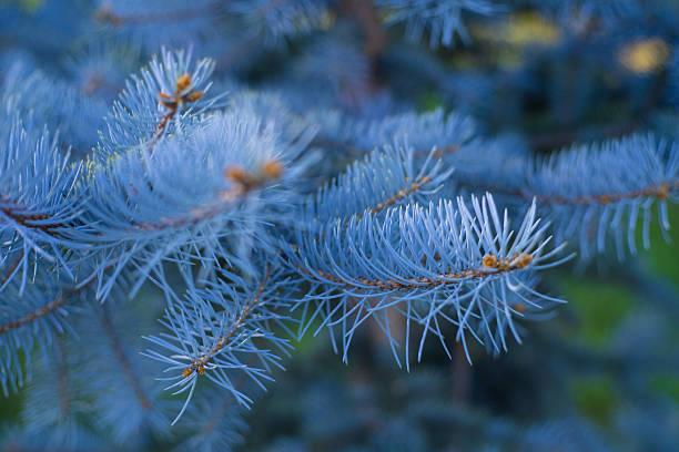 istock Blue Spruce Branches With Sharp Needles And Soft Blue-Toned Background, Close-Up 2237921537