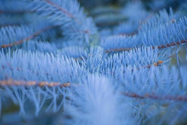 istock Blue Spruce Branches With Sharp Needles And Soft Blue-Toned Background, Close-Up 2237921566