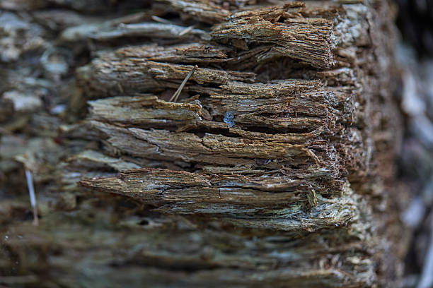 A detailed close-up of weathered, layered tree bark and rough wood texture. The image captures natural aging, organic lines, and earthy tones, ideal for rustic design, nature backgrounds, environmental themes, or texture-focused stock uses. Perfect for projects needing authentic woodland material and rugged, natural aesthetics.