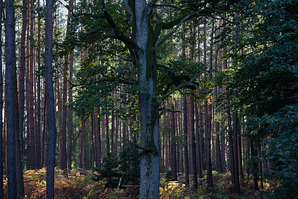 Hardwood forest uncultivated