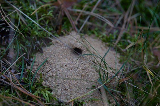 A close-up of a tiny sand burrow on a forest floor, surrounded by pine needles, moss, and blades of grass. The image conveys calm, natural texture, and the mystery of a hidden wildlife home tucked in a sandy mound.
