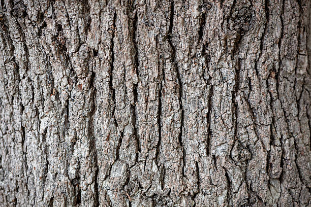 istock Close-up of textured tree bark 2237924090