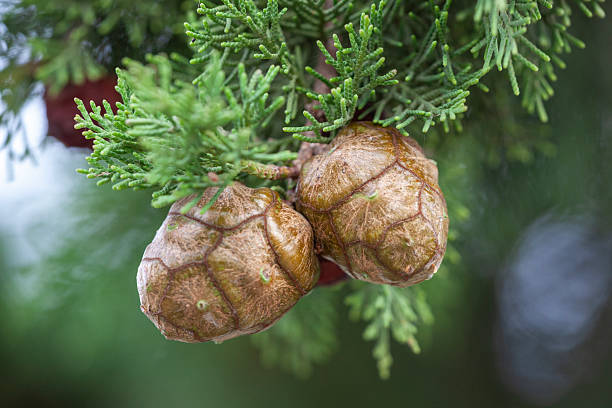 Detailed shot of cypress tree cones, showcasing their unique texture and shape, set against a backdrop of vibrant green foliage.