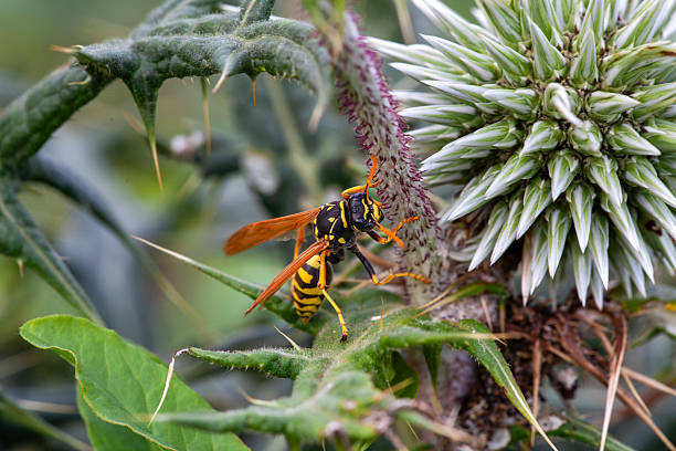 A vibrant wasp with yellow and black stripes is seen on a thistle plant, showcasing intricate details of nature's design.