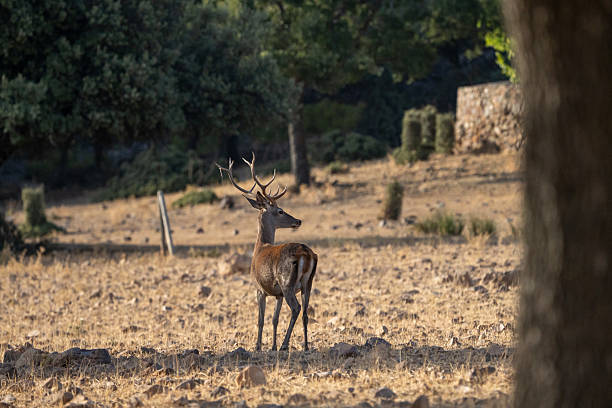 istock Red deer (Cervus elaphus) photographed in Spain 2237926645
