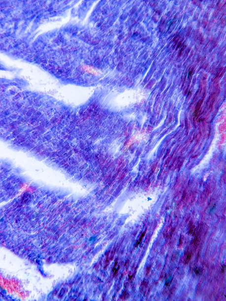 istock Cardiac Muscle Tissue and Endocardium 2237926857