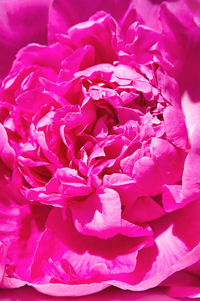 istock Close up of beautiful pink peony, background, pattern 2237929775