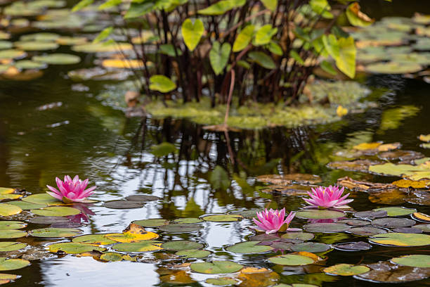 istock Pink water lily plants texture in a pond in summer 2237930203