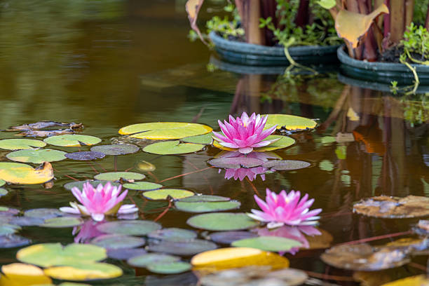 istock Pink water lily plants texture in a pond in summer 2237930211