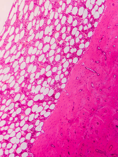 istock Adipose Tissue with Connective and Muscular 2237930342