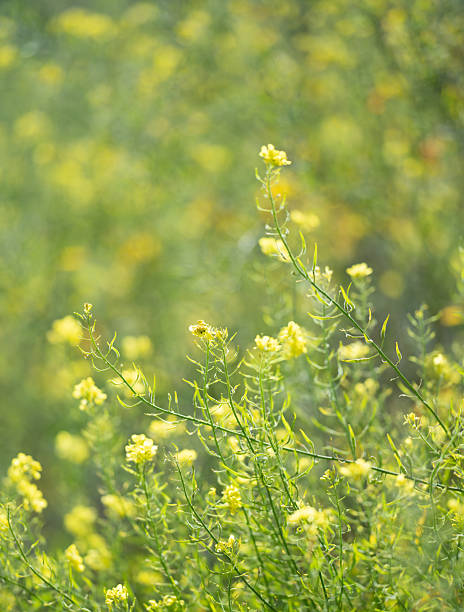 istock Sunny Meadow with Yellow Wildflowers 2237933416