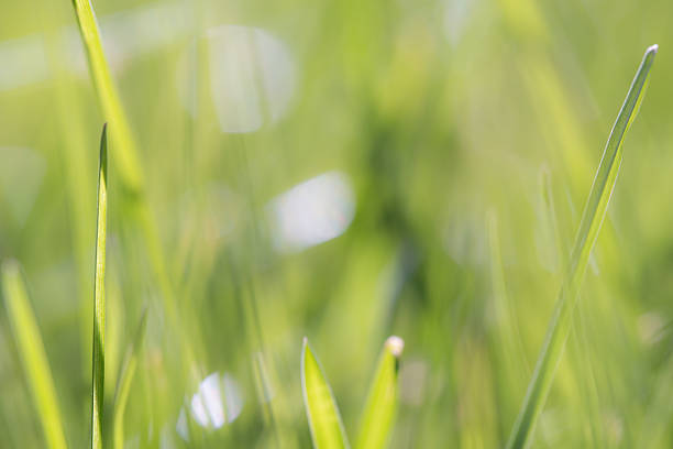 A close-up view of vibrant green grass blades, their sharp tips reaching upwards, beautifully blurred in the background to emphasize the freshness and lushness of springtime growth.
