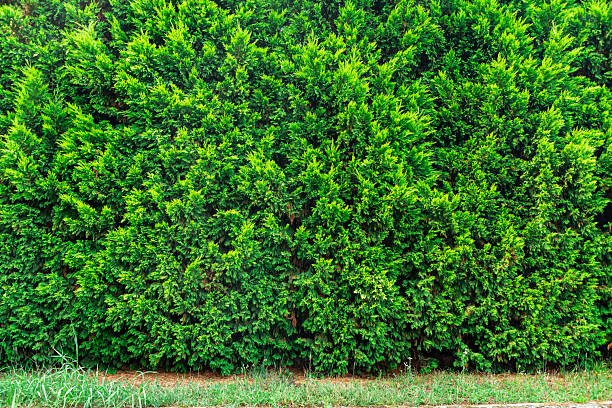 Macro image showing lush green foliage of a coniferous evergreen plant, likely juniper or cypress. The fine needle-like leaves form a dense, layered texture, highlighting the plant’s natural structure and organic pattern. Ideal for themes of nature, sustainability, forestry, and landscape design. Suitable for commercial use in environmental campaigns, educational materials, or product branding that emphasizes clarity, texture, and botanical detail.