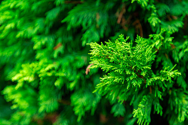 istock Macro Photo of Dense Coniferous Foliage with Natural Texture 2237936580