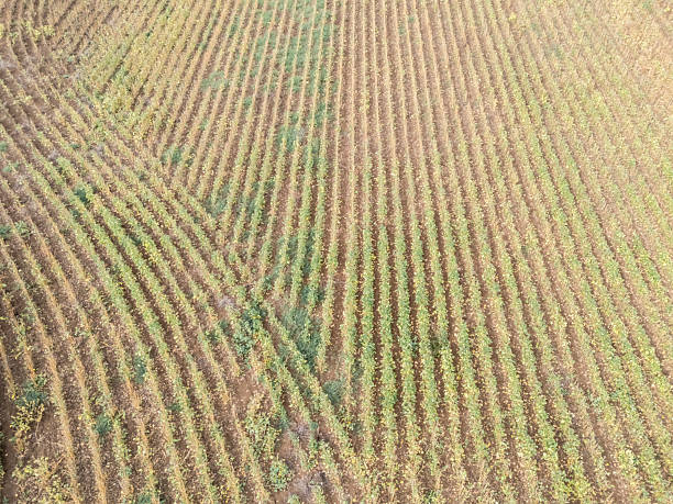 Soybean field just before harvest in autumn