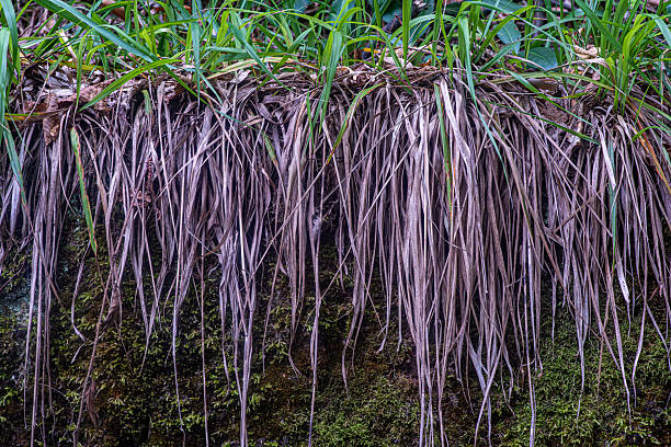 Meadow grasses hanging on the forest floor