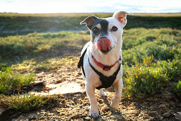 Happy brindle dog sitting in the garden, looking up at the camera with its pink tongue out, radiating joy and curiosity