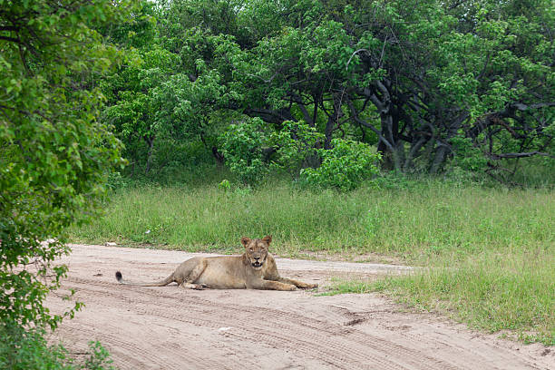 Female lion walking in Masai Mara nature reserve.