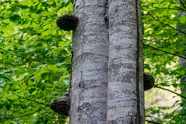Tinder fungus on a dead beech tree trunk