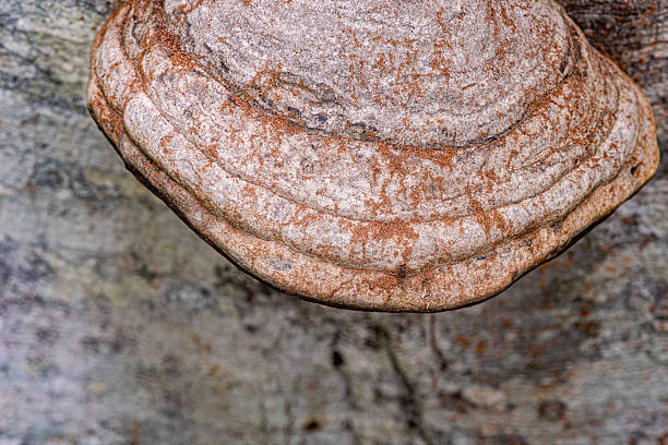 Detail of tinder fungus on a dead beech tree trunk