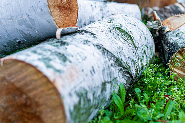Pile of cut firewood outdoors, closeup view