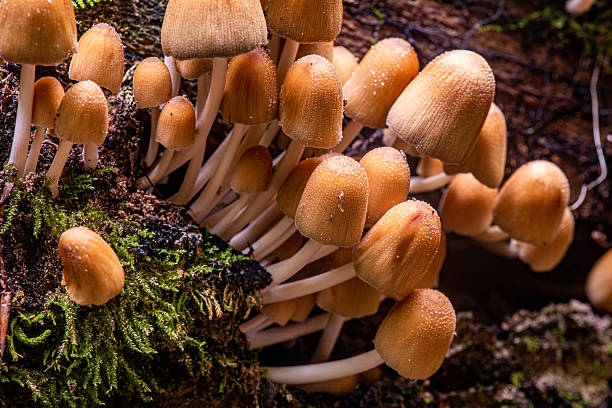 istock Coprinus atramentarius (Bull.) Fr. “Ink mushroom” 2237941941