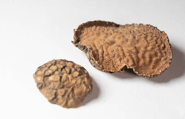 Nestled against a pristine white background, these studio shots capture the essence of traditional Chinese herbal decoction pieces. Each photograph highlights the unique texture, rich color, and natural form of ingredients. The clean, clinical aesthetic emphasizes purity and potency, making these images ideal for modern wellness brands, educational materials, and product packaging.
