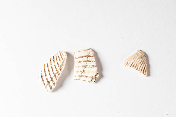 Nestled against a pristine white background, these studio shots capture the essence of traditional Chinese herbal decoction pieces. Each photograph highlights the unique texture, rich color, and natural form of ingredients. The clean, clinical aesthetic emphasizes purity and potency, making these images ideal for modern wellness brands, educational materials, and product packaging.