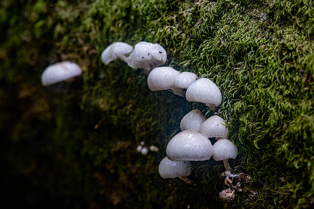 istock White mushroom species 2237942758