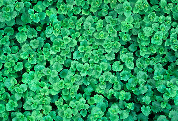 A close-up, full frame photograph of Creeping Charlie invasive weed