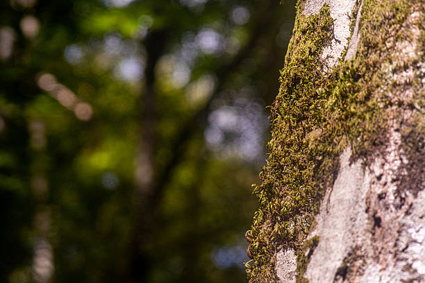 Carpinus betulus - Common hornbeam trunk detail