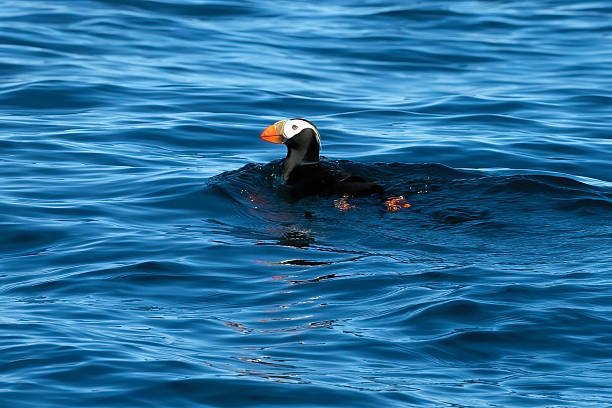 istock Puffin Swimming in Ocean 2237951206