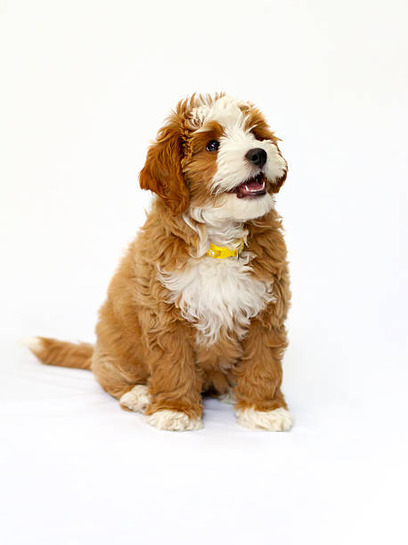 istock Happy Puppy on White 2237951686