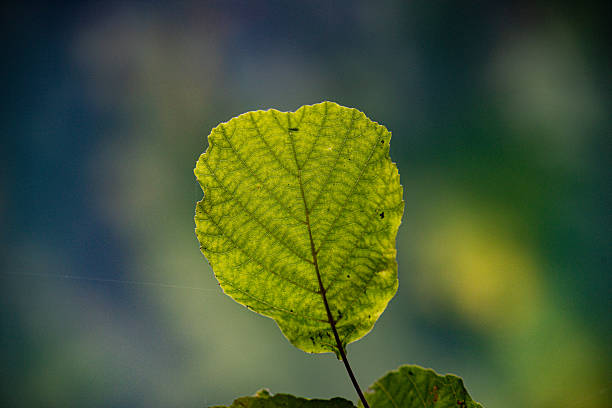 Alnus glutinosa - Black alder - single leaf