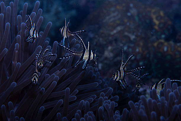 istock Banggai Cardinalfish Pterapogon kauderni 2237952868