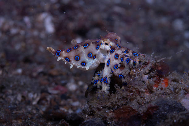 istock Blue-ringed octopus Hapalochlaena lunulata 2237952869