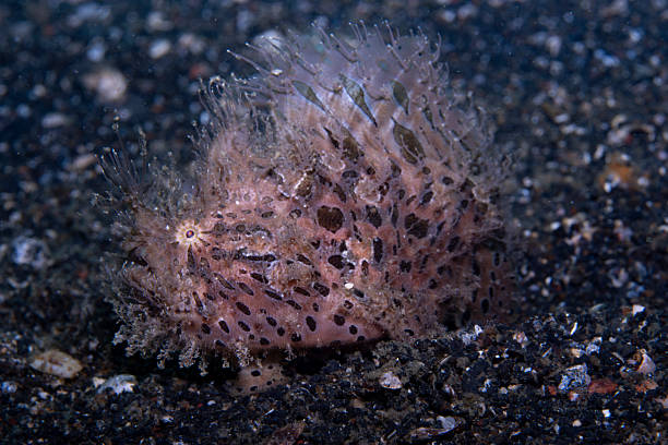 Striped Frogfish Antennarius striatus