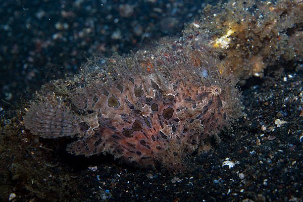 istock Striped Frogfish Antennarius striatus 2237952927