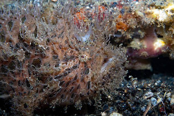 istock Striped Frogfish Antennarius striatus 2237952942
