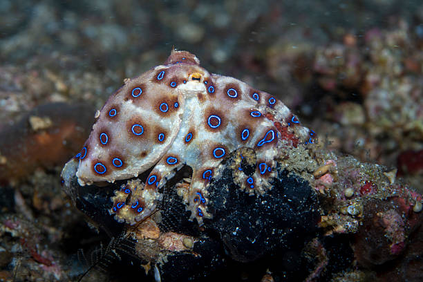 istock Blue-ringed octopus Hapalochlaena lunulata 2237953723