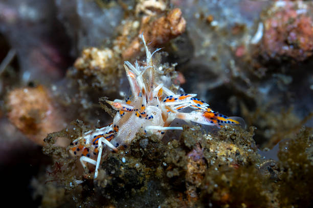 istock Tiger Shrimp Phyllognathia ceratophthalmus 2237953869