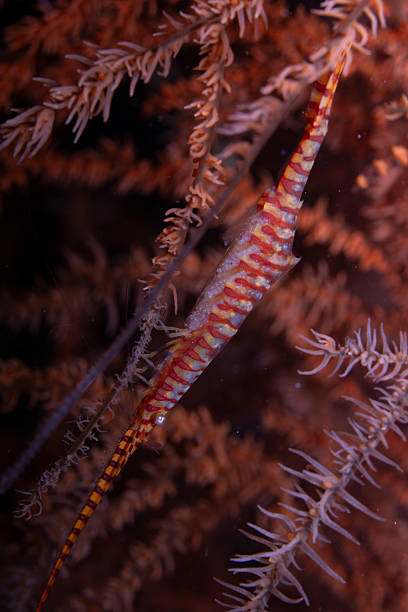 istock Saw-Blade Shrimp Tozeuma armatum 2237954326