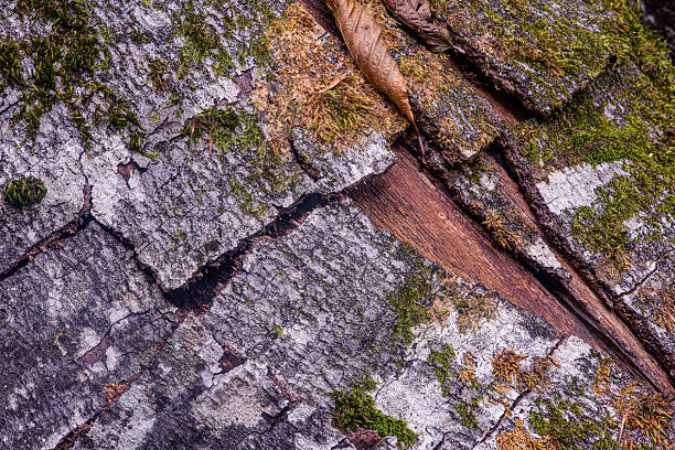 Fagus sylvatica - Common beech - European beech - cracked treek texture